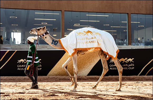 Packed crowds flock to Friday's races at the AlUla Camel Cup 2024