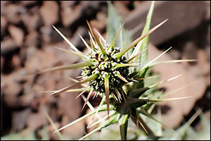 Prince Mohammed bin Salman Royal Reserve Announces Discovery of Five Species New to Global Science,  ...